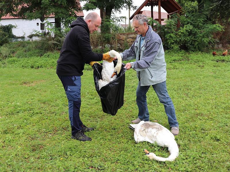 Idylka labutí rodiny ve Smrkovci skončila, rodiče zastřelil lovec při honu na kachny.