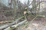 Ve Školní ulici v Klatovech spadl 6. února při bouřce vzrostlý strom.