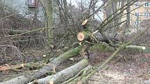 Ve Školní ulici v Klatovech spadl 6. února při bouřce vzrostlý strom.