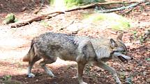 Návštěvnické centrum NP Šumava v Srní, kde je možné vidět i vlky