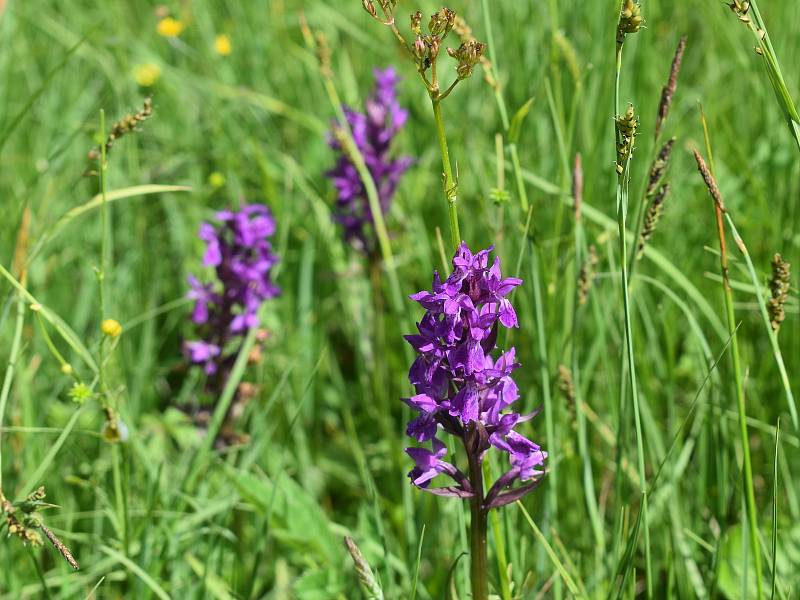Na šumavských loukách Miloslava Puchty teď kvetou i orchideje - prstnatec májový (fialový) či vemeník zelenavý.