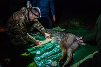 Vědci, ochránci přírody a s nimi i veřejnost mají nyní unikátní šanci nahlédnout do života divoké šumavské vlčice. Podařilo se ji odchytit a nasadit jí telemetrický obojek.