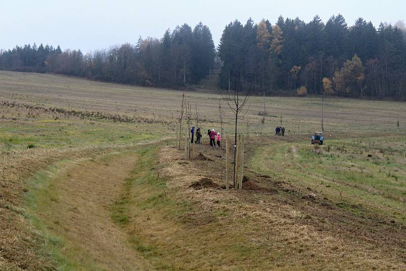 Sázení stromů ve Střeziměři.