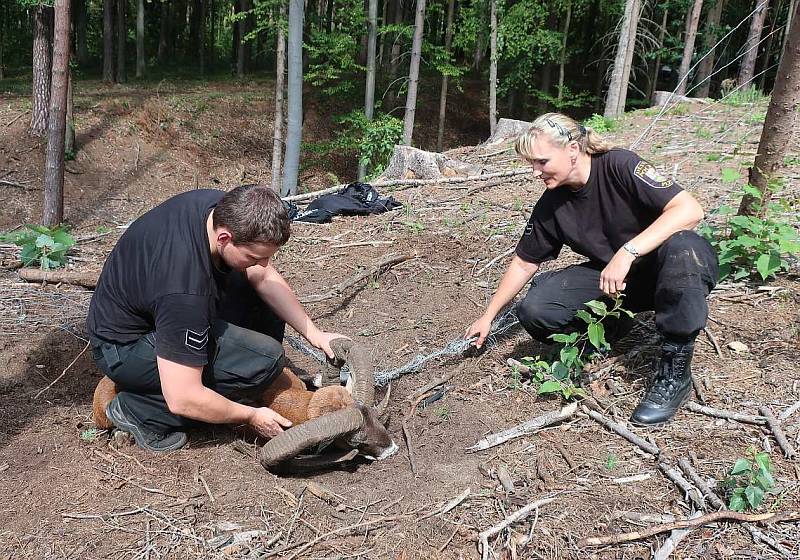 Oplocenky jsou smrtící pastí, teď v jedné zemřel muflon