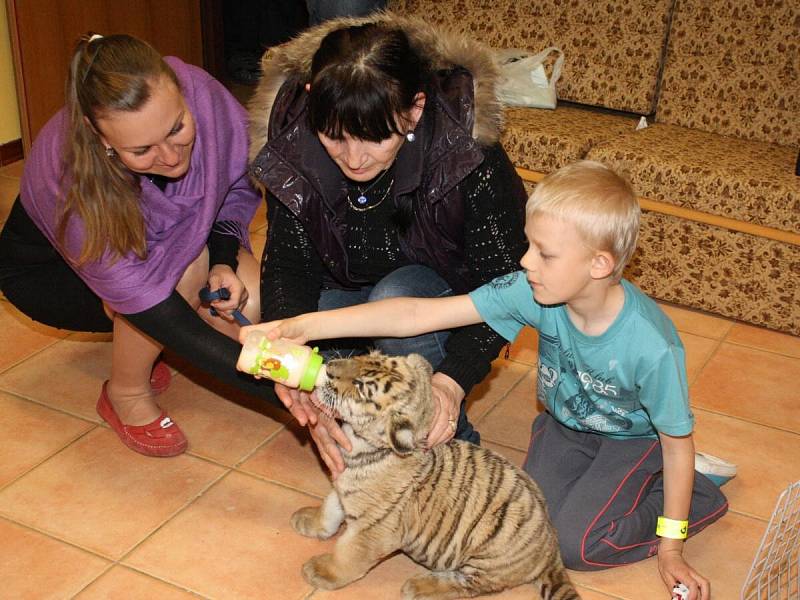 Děti z Klokánku poznaly tygříka z cirkusu Jo - Joo