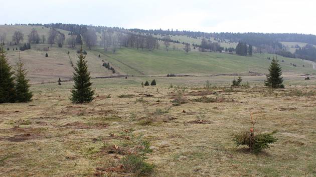 Kácení na loukách v Národním parku Šumava - Zhůří