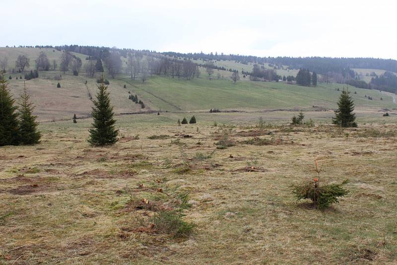 Kácení na loukách v Národním parku Šumava - Zhůří