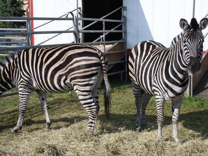 Národní cirkus originál Berousek přijel do Klatov