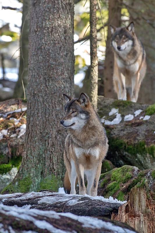 Návštěvnické centrum NP Šumava v Srní, kde je možné vidět i vlky.