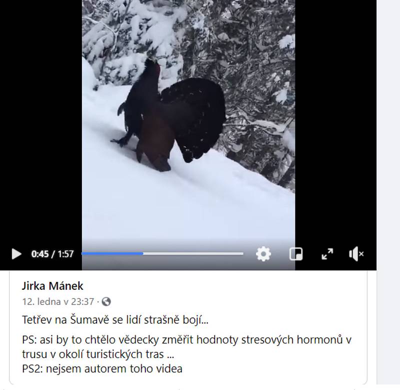 Tetřev útočící na lyžaře na videu zveřejněném na facebooku bývalým šéfem NP Šumava Jiřím Mánkem.