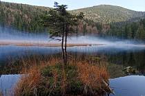 Čeští turisté rádi jezdí do Bavorského lesa, vyhledávaným cílem je i Malé Javorské jezero. 