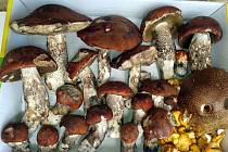 Tyto houby našel ve středu během hodinové návštěvy lesa sušický houbař František Keliš.