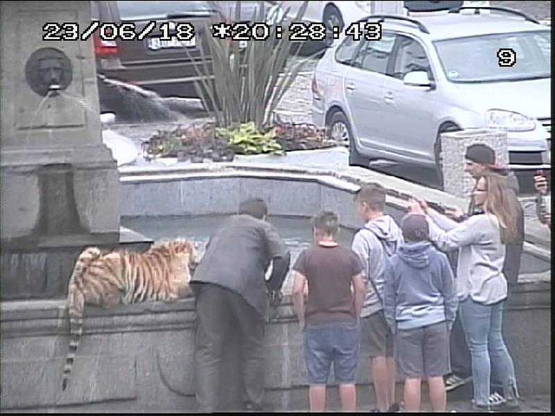 Tygřici, kterou na náměstí zachytily kamery městské policie, si chtěl každý vyfotit.