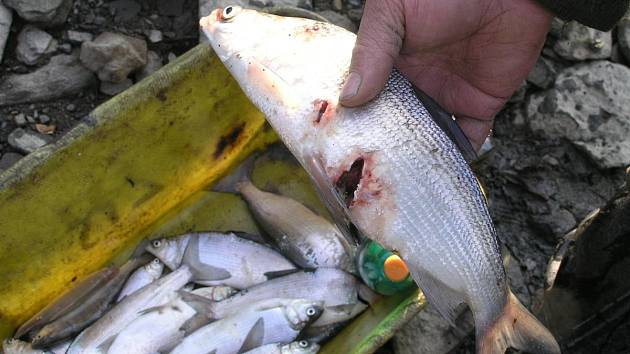 Kormoráni velcí, kteří loví hromadně, často ryby i smrtelně poraní.