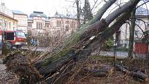 Ve Školní ulici v Klatovech spadl 6. února při bouřce vzrostlý strom.