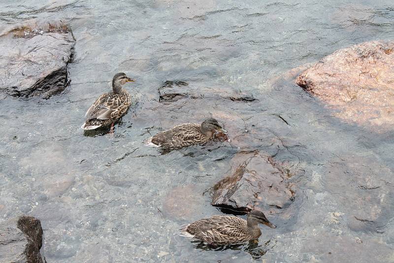 Průvodci divočinou 2015 - Černé jezero