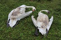 Idylka labutí rodiny ve Smrkovci skončila, rodiče zastřelil lovec při honu na kachny.