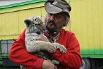 Principál cirkusu Jo - Joo Jaromír Joo se rád mazlí se mládětem tygra bílého Bobem