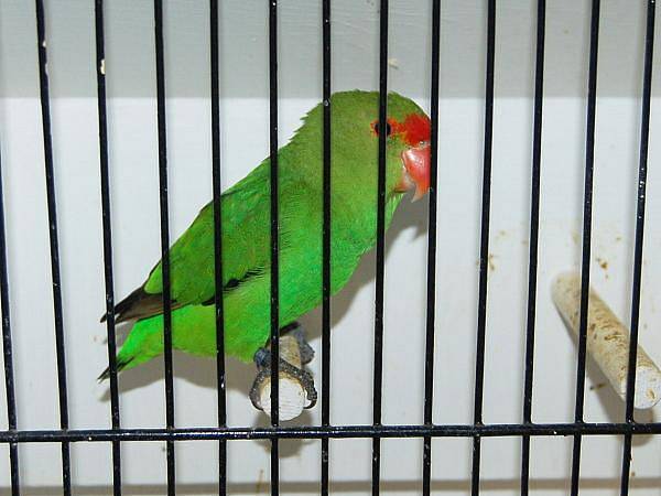 Výstava kanárů a papoušků v Klatovech