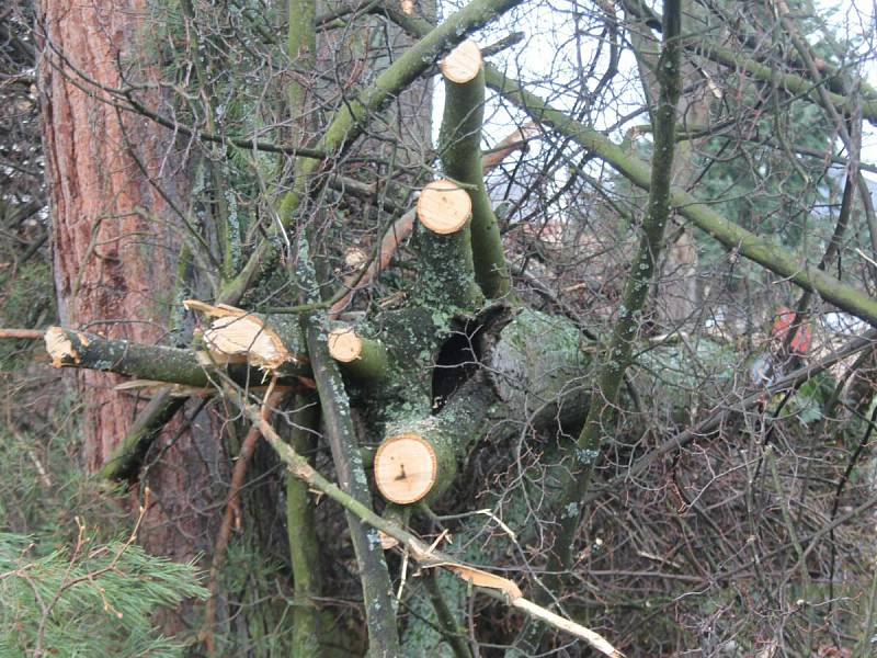 Ve Školní ulici v Klatovech spadl 6. února při bouřce vzrostlý strom.