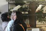 Výstava exotického ptactva v Klatovech
