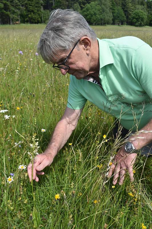 Na šumavských loukách Miloslava Puchty teď kvetou i orchideje - prstnatec májový (fialový) či vemeník zelenavý.