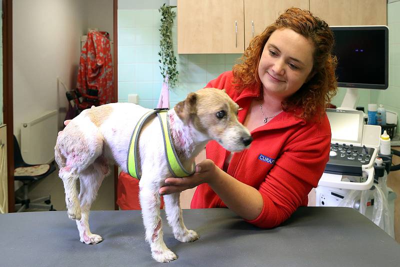 Veterinářka Markéta Janoušková ošetřuje čtyřletého týraného Jack Rusell teriéra na veterinární klinice v Kleisslově ulici na Roudné.