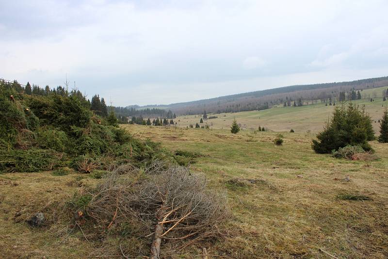 Kácení na loukách v Národním parku Šumava - Zhůří