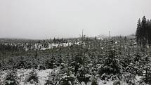 Sníh na Šumavě.