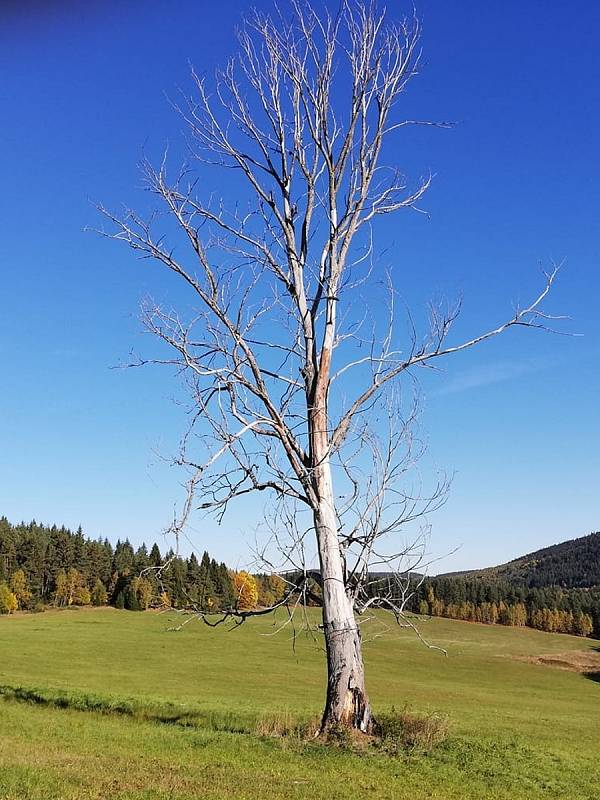 Známý suchý strom na Velkém Boru na Prášilsku.