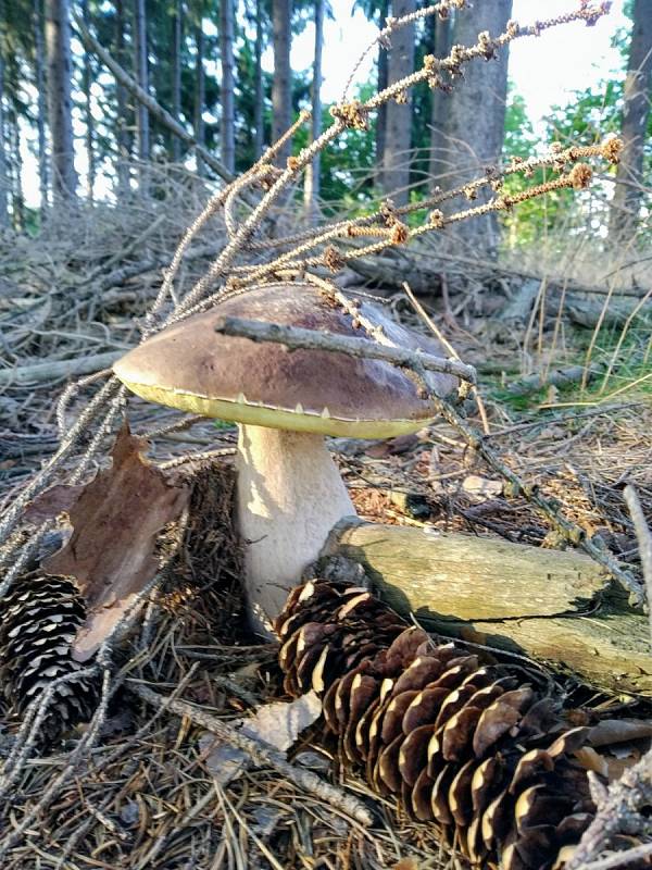 Houby, které našel Josef Maxa na Horažďovicku a Velharticku.