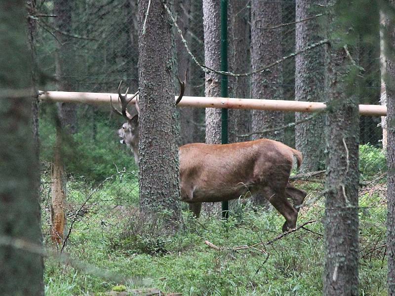 otevření návštěvnického centra věnovaného jelenům u Šumavské Kvildy