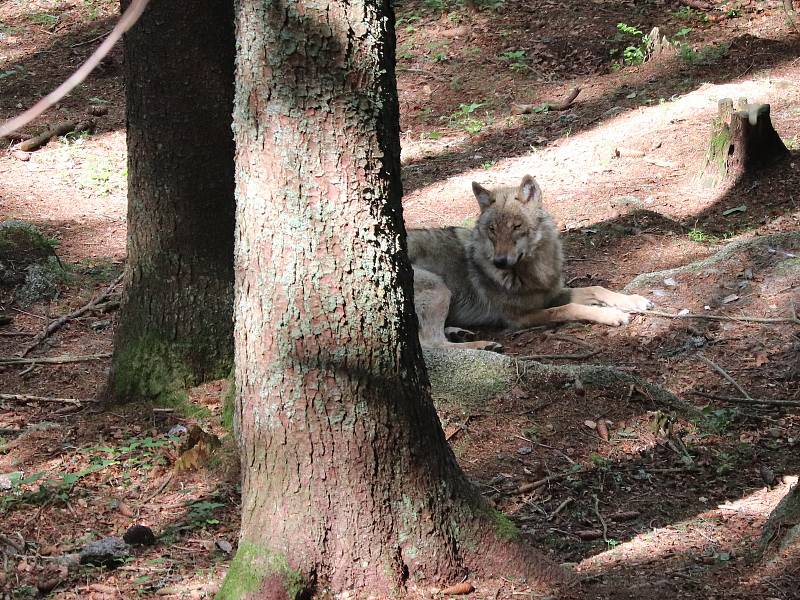 Návštěvnické centrum NP Šumava v Srní, kde je možné vidět i vlky