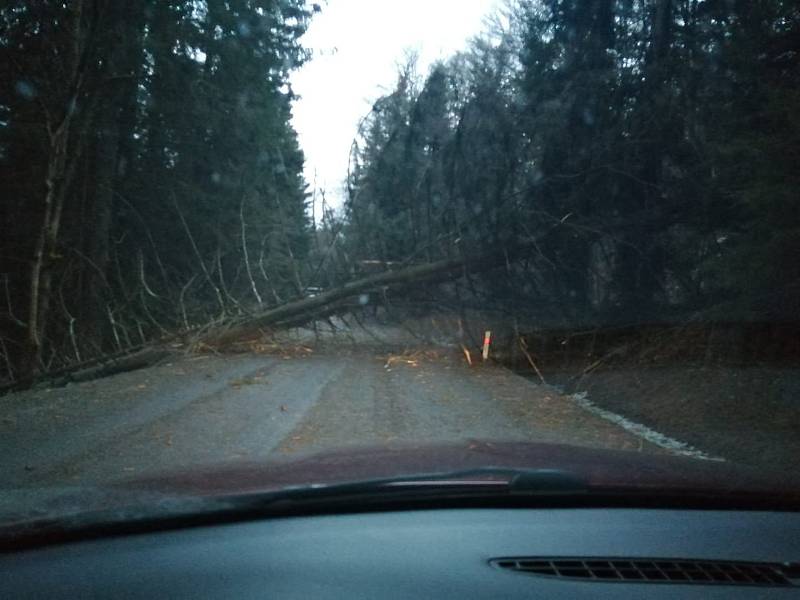 Orkán Sabine řádil na Klatovsku. Strom na cestě mezi Klatovy a Želenou Rudou. Foto: Jan Holý