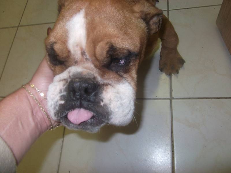 Na Klatovsku byli nalezeni dva zubožení psi, jichž se nejspíše zbavil majitel nelegální množírny.