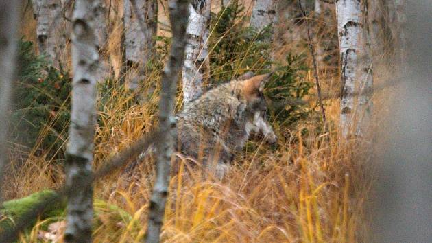 Historicky první snímky divokých šumavských vlků pořízené člověkem a nikoli fotopastí.