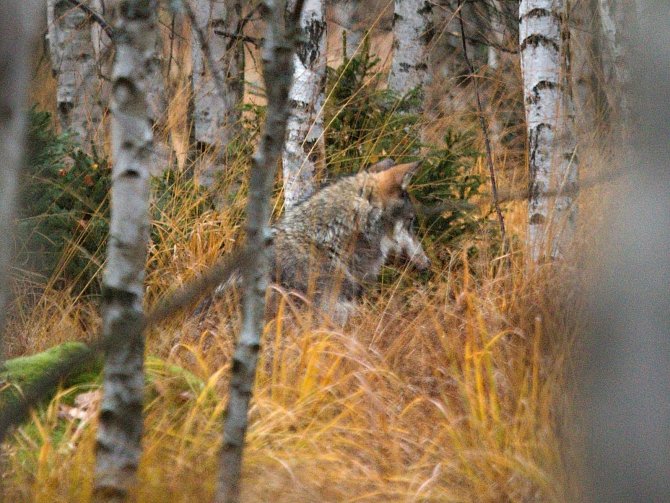 Historicky první snímky divokých šumavských vlků pořízené člověkem a nikoli fotopastí.
