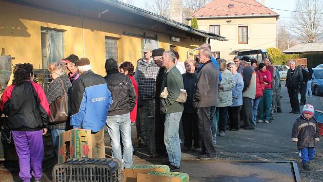 Prodej slepic v Janovicích nad Úhlavou