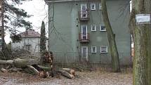 Ve Školní ulici v Klatovech spadl 6. února při bouřce vzrostlý strom.
