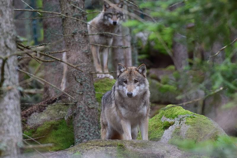 Pozorování vlků na Šumavě.