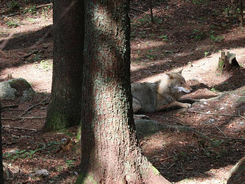 Návštěvnické centrum NP Šumava v Srní, kde je možné vidět i vlky.
