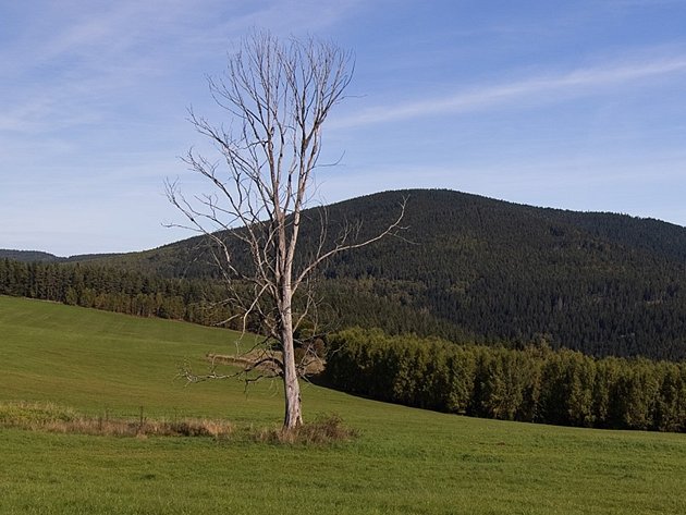 Známý suchý strom na Velkém Boru na Prášilsku.