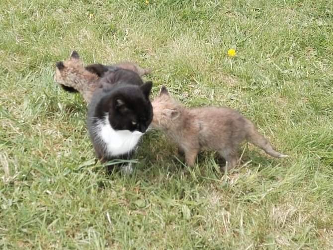 V záchranné stanici živočichů ve Studánce se Karel Bobál stará o malou veverku či liščata (ta jsou na snímku po nálezu a nyní).