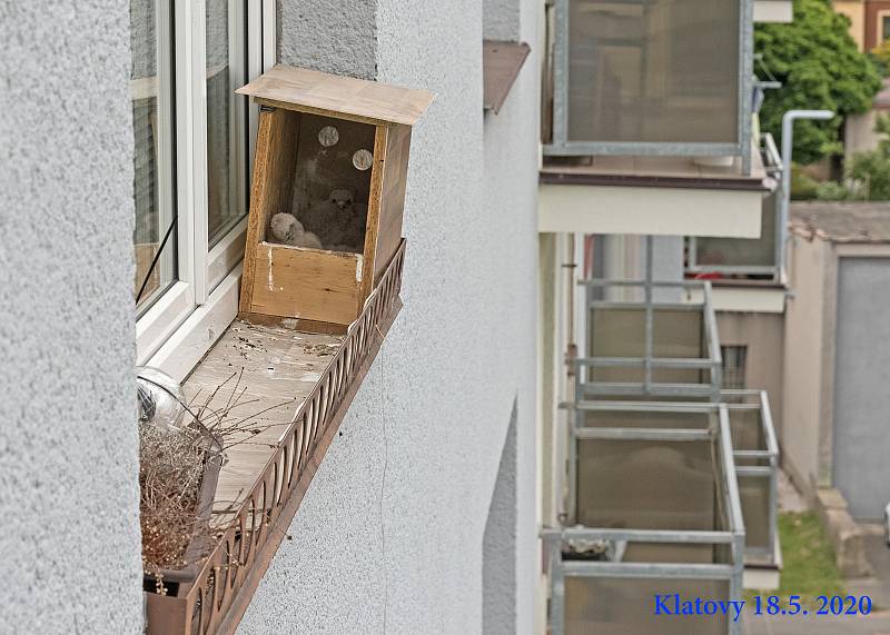 V budce na parapetu bytového domu se usadily poštolky, vyvedly sedm mladých.