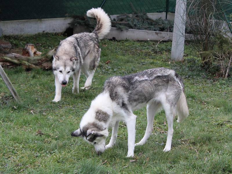 Díky skvělé péči v klatovském psím útulku se obě týrané fenky vracejí do života. Jim i ostatním pejskům připravili dárci krásné Vánoce.