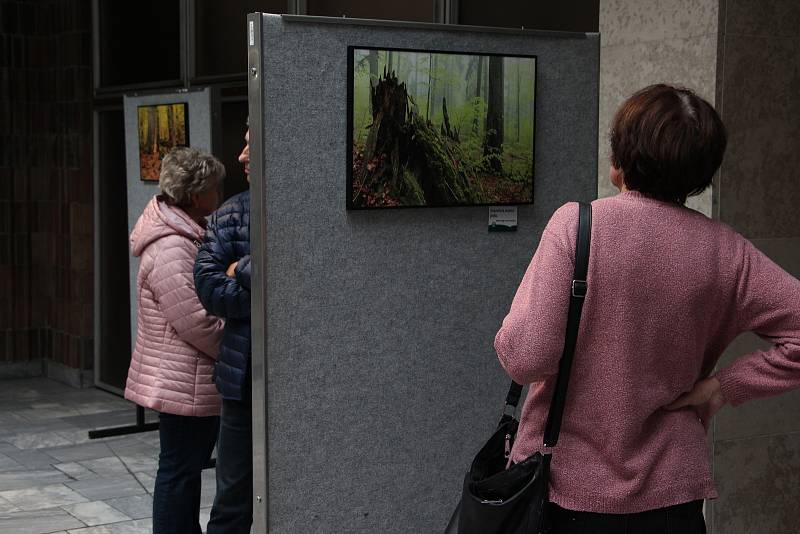 Výstava Pralesy Šumavy v kulturním domě v Klatovech.