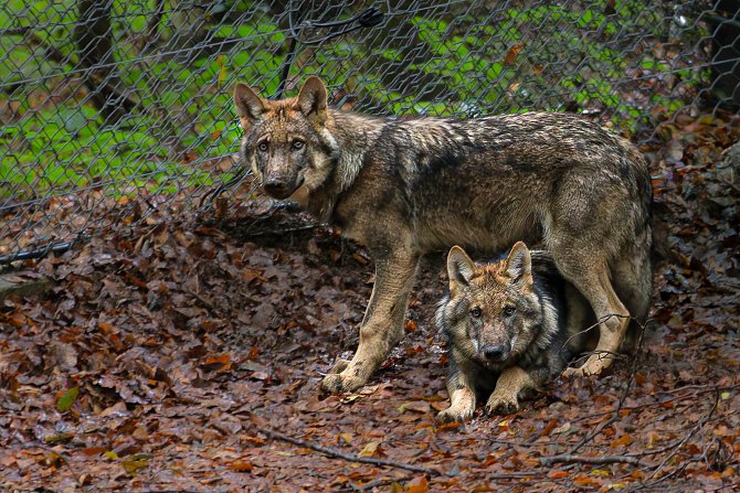 Dva mladí vlčí samci už mohli být vpuštěni do velkého hlavního výběhu.