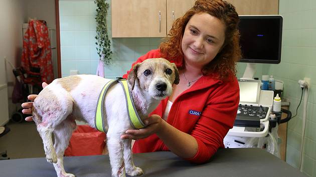 Veterinářka Markéta Janoušková ošetřuje čtyřletého týraného Jack Rusell teriéra na veterinární klinice v Kleisslově ulici na Roudné.