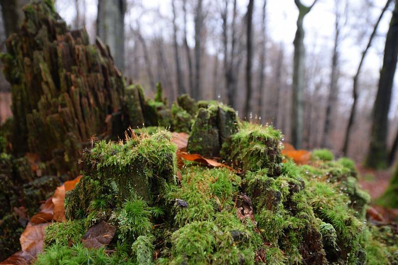 Oslavy 90. výročí od založení přírodní rezervace Pleš.