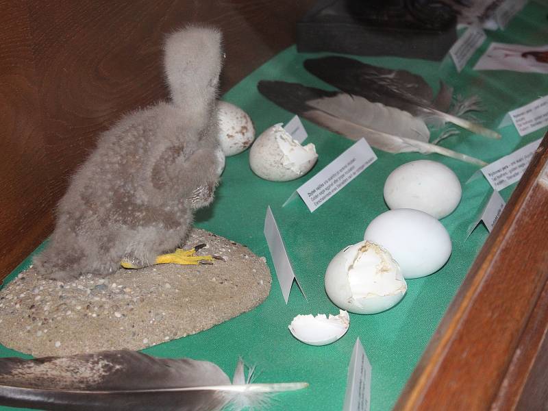 V sobotu otevřeli v Rabí muzeum sokolnictví a řemesel.